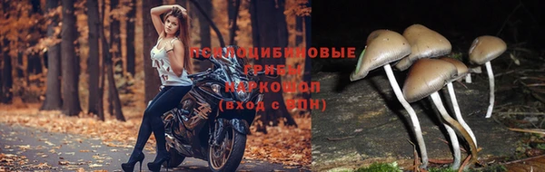 мдпв Богородицк